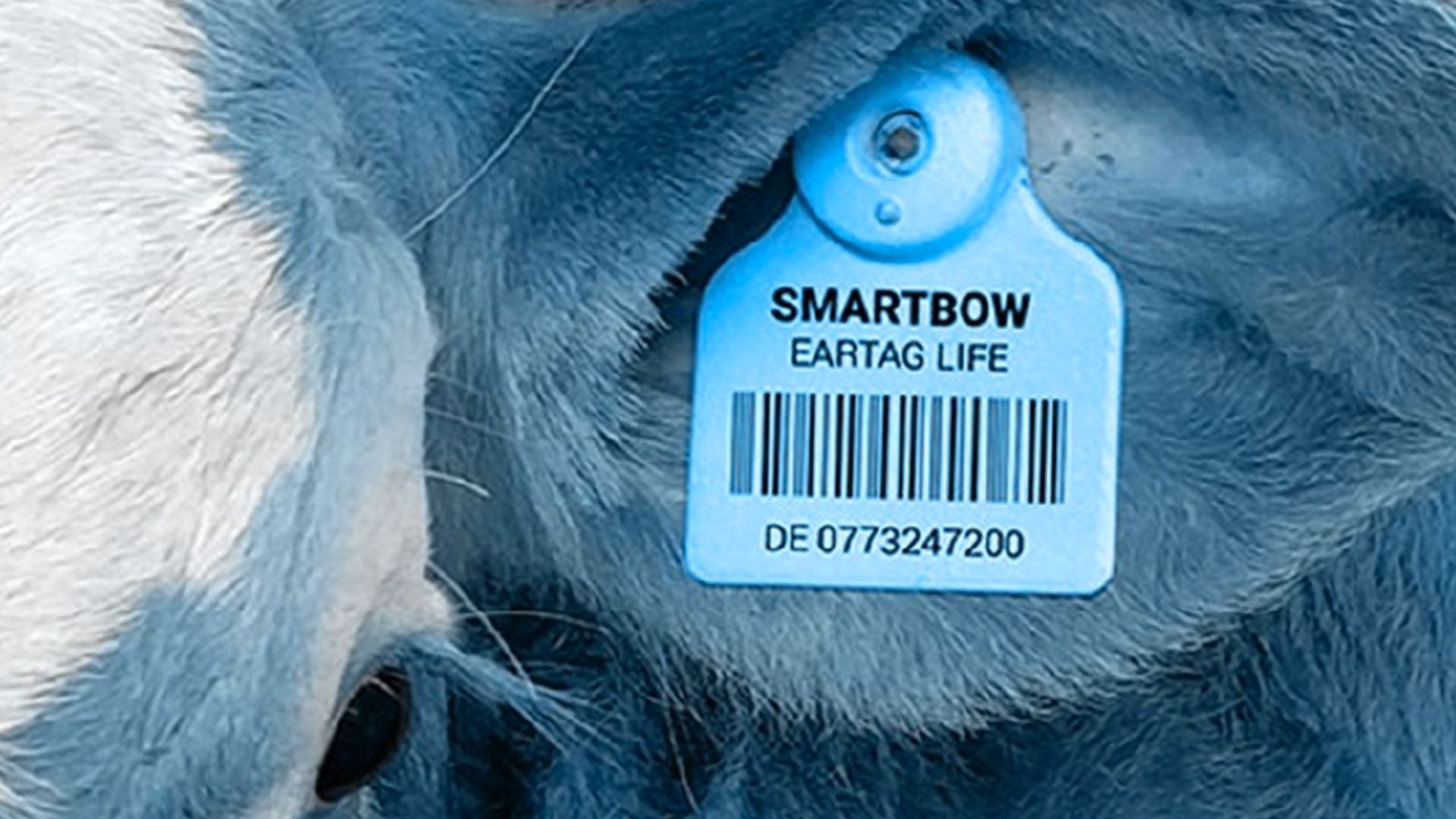 Animal Identification