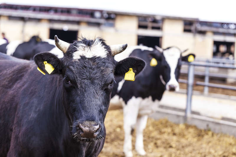 Targhette auricolari di identificazione su Mucche